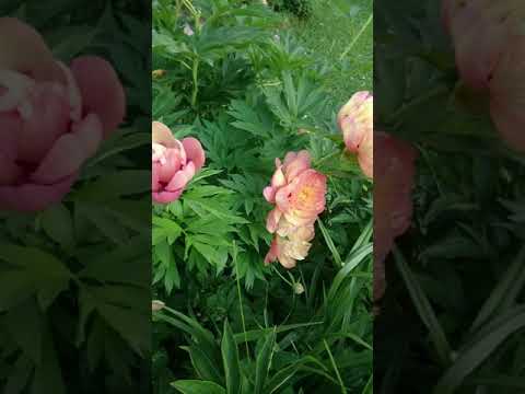 Видео: Ито гибриды пионов - для Инстаграма