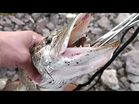 Видео: Каргалинское водохранилище 2025.07.07 в поиске щуки, Актобе 