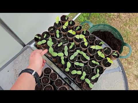 Видео: Засяване на ДИНИ и ПЪПЕШИ, засаждане на още ДОМАТИ