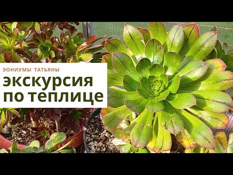 Видео: Экскурсия по коллекции эониумов. Ноябрь 2021