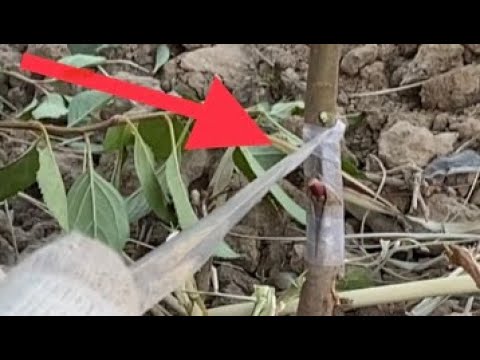 Видео: Жеміс ағаштарды Будандастыру ! Прививка деревьев