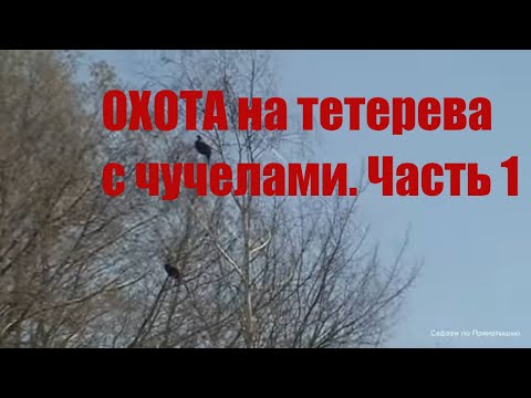Видео: Охота на тетерева, с чучелами. Часть 1.