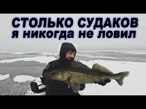 Видео: Столько судаков я никогда не ловил