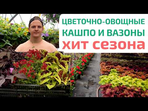Видео: ЧТО ПОСАДИТЬ В БОЛЬШИЕ КАШПО НА УЛИЦЕ. Шок! Кашпо с цветами и рассадой овощей — ХИТ СЕЗОНА #кашпо