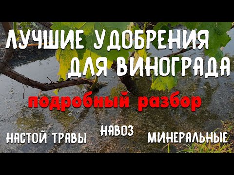 Видео: Как правильно подкормить виноград