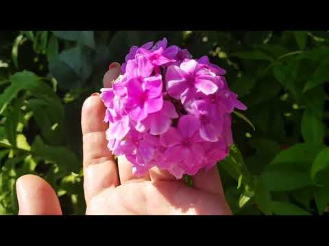 Видео: Дом в цветах// Тигридии, флоксы. Мой сад 28 июля.