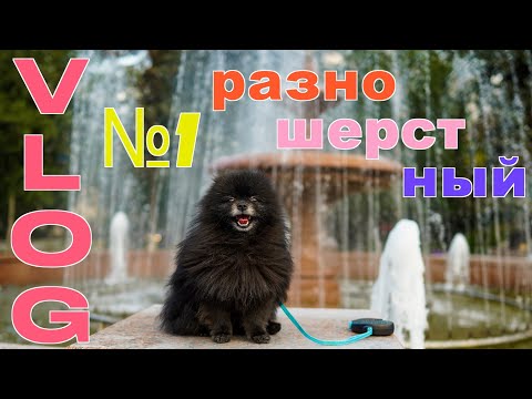 Видео: 🐶 VLOG №1 Разношерстный 😉 | Юрий и шпиц Юрич