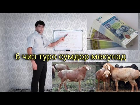 Видео: Аз хисоби Гусфанд сумдор шудам.  Шарифхони Мирали н. Фархор