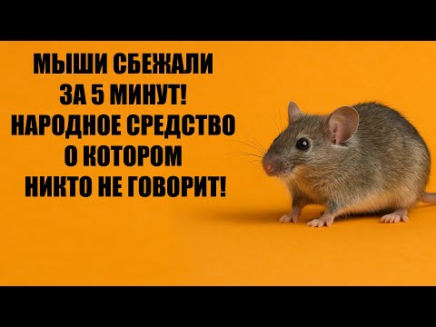 Видео: Как избавиться от Мышей и Крыс, самый быстрый и рабочий способ!