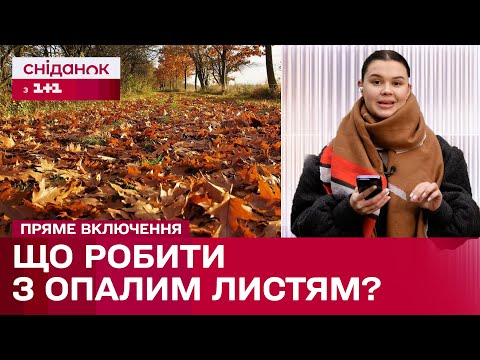 Видео: Як легко позбуватися опалого листя перед зимою?