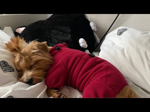 Видео: Мой вечер с собакой // Учим команды 