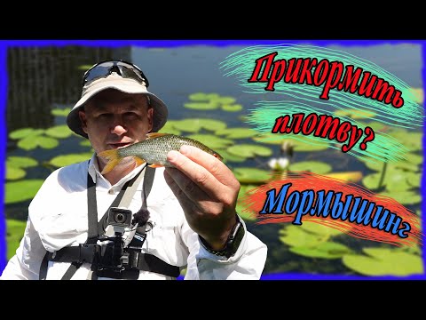 Видео: Прикормить плотву? Мормышинг