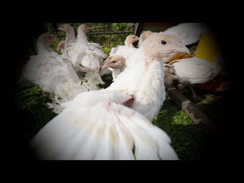 Видео: Содержание бройлерных Индюков Хайбрид Конвертер. Индюшатам 41 день. Июнь 2020.