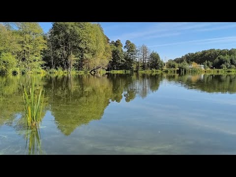 Видео: прогулка по лесу