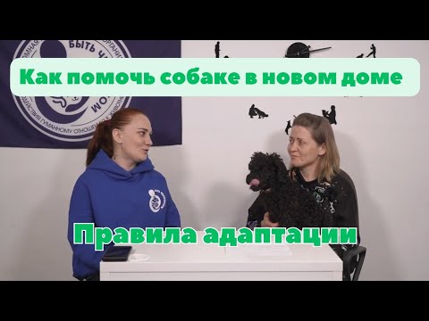 Видео: Как социализировать собаку | Если взял собаку из приюта | Как воспитать собаку из приюта