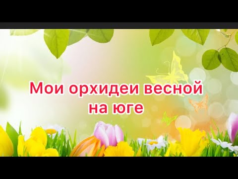 Видео: Переезд на юг и адаптация орхидей . Цветение орхидей весной #переезднаюг #орхидеи #садовод