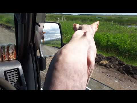 Видео: Сахалин - Белгород на машине 5