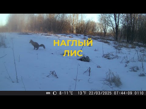 Видео: Какой наглец Лис. Ездил на Вездеходе к Фотоловушке