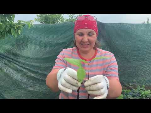 Видео: Азиміна. Висаджуємо у ґрунт.