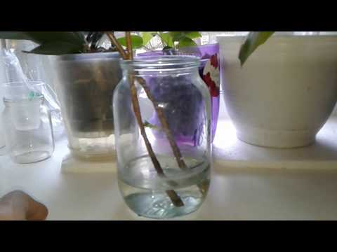 Видео: Размножение Смородины Зимой.2 . Результат.