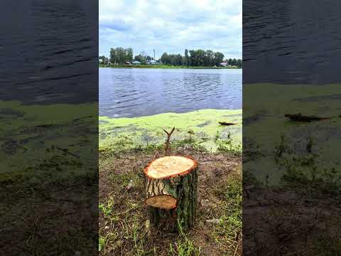 Видео: Слухам верить нельзя