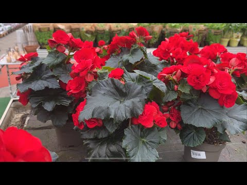 Видео: Ассортимент садового центра 💐 Что предлагают наши цветочные магазины 💐Mein Lieblingsgeschäft