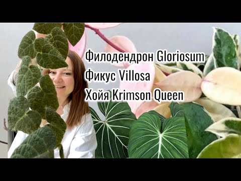 Видео: Черенкование, укоренение, опора, пересадка: филодендрон Gloriosum, фикус Villosa, хойя Krimson Queen