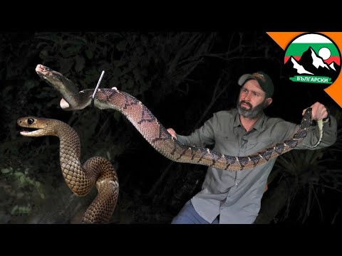 Видео: Шокиращи срещи със змии 🐍 Смъртоносни ухапвания и змии в банята | Brave Wilderness Български