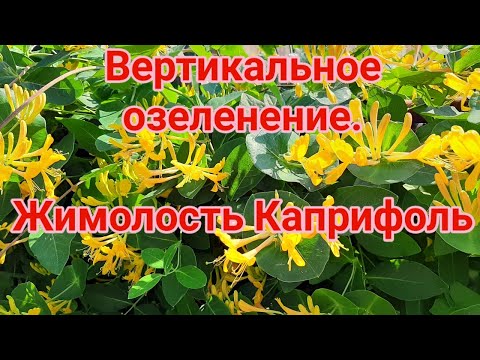Видео: Вертикальное озеленение Жимолость Каприфоль
