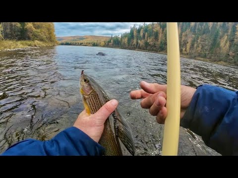 Видео: Осенняя рыбалка взабродку. Хариус на таежной реке