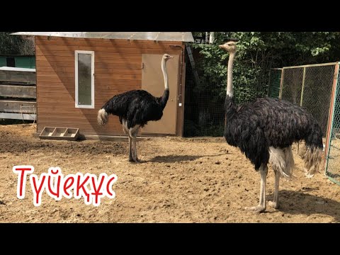 Видео: Түйеқұс  : планетадағы ең үлен құс |  Түйеқұс :жайлы қызықты деректер мен факт