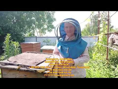 Видео: Как пчелы отстраивают вощину сделанную на матрице от Доброго Пасечника