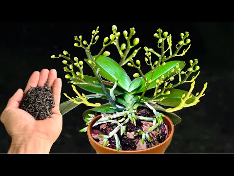 Видео: Всего один раз опрыскайте! И вдруг! Каждая орхидея цветёт гораздо ярче обычного.