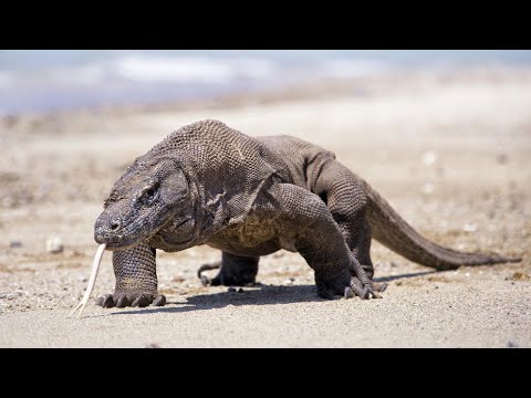 Видео: Амазонка: Секреты Борьбы с Комодскими Варанами!