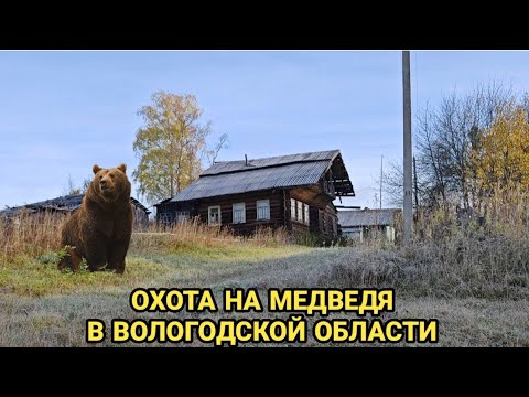 Видео: ОХОТА НА МЕДВЕДЯ, СРАЗУ ТРИ ЗВЕРЯ НА ПОЛЕ!