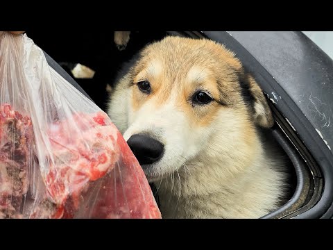 Видео: Все хотят кушать 