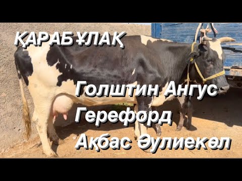 Видео: Сиыр. Бұқа. Бұзау. 04.10.2023. Қарабұлақ
