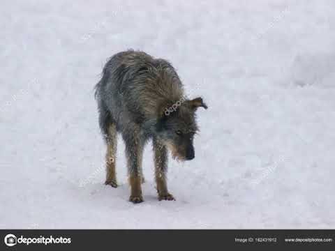 Видео: До слез. Стихи о собачьей верности.