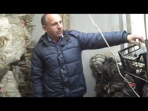 Видео: Вёшенка - Вторая волна.