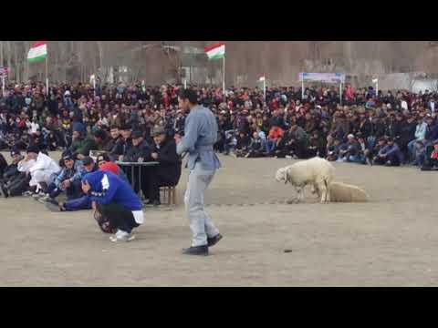 Видео: Гуштини рушон Дерзуд... Палавон мистер Гоша