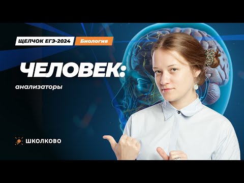 Видео: Щелчок ЕГЭ 2024 по биологии | Человек: анализаторы