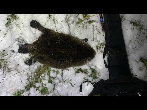 Видео: ОХОТА НА БОБРА С РУЖЬЕМ. БОБРА ДОБЫЛ.
