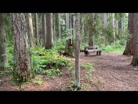 Видео: Заповедными тропами: гуляем по Линдуловской роще