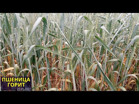 Видео: Реутилизация азота. Пшеница начинает гореть от недостатка влаги