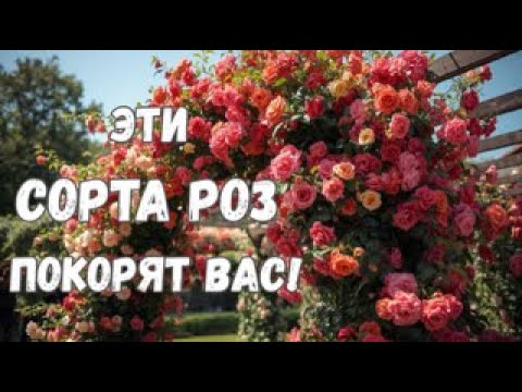 Видео: ВЫБИРАЕМ СОРТА ПЛЕТИСТЫХ РОЗ