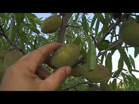 Видео: Сбор малины.Цены на ягоду 15 июля. Промежуточные итоги.