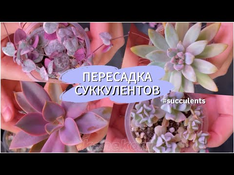 Видео: Пересадка суккулентов