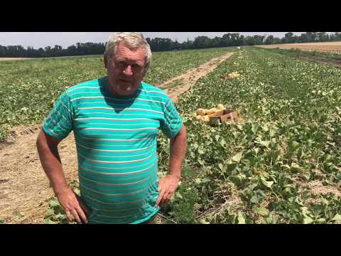 Видео: Ранние урожайные гибриды самых сладких и ароматных дынь 12/37 F1 и 11/39 F1
