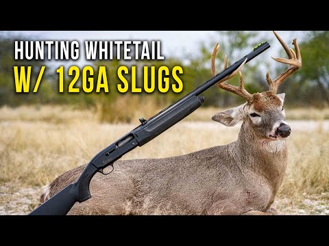 Видео: Охота на белохвостого оленя с дробовиком