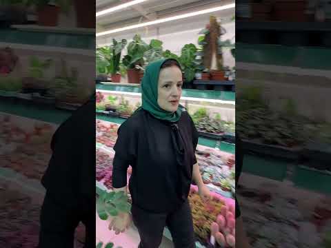 Видео: Поставка из Китая и Голландии в АгроОПТ Махачкала 